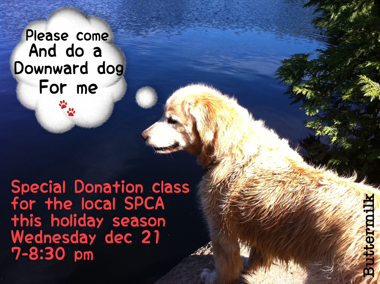 BC SPCA Special Donation Class | Yoga by the Sea