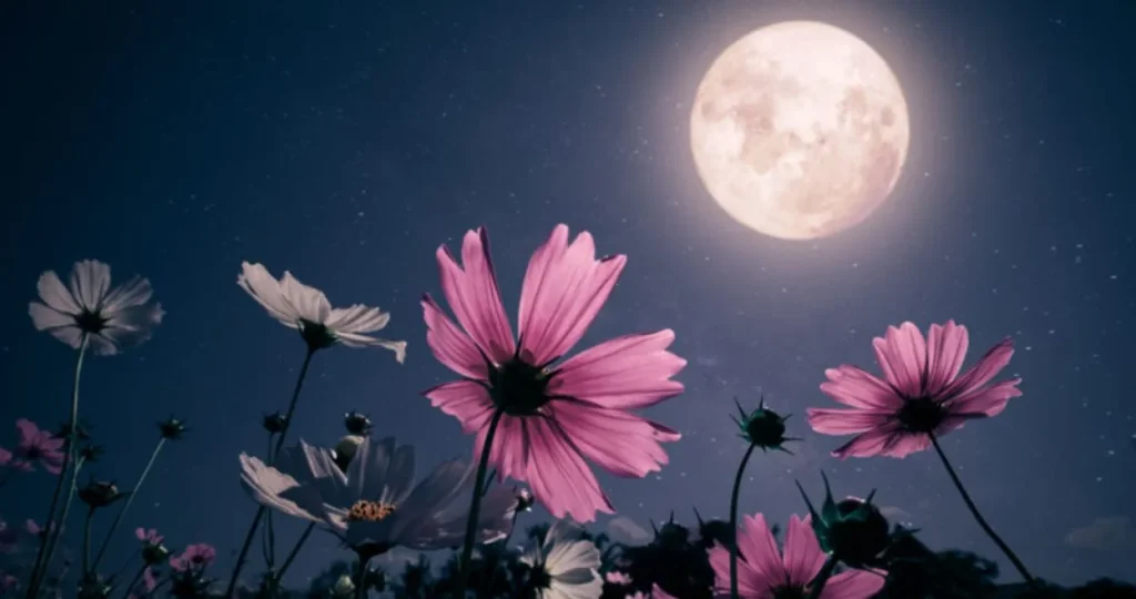 untitled 2026 04 30t161241903 svhe.1248 1: Flower Moon in Scorpio